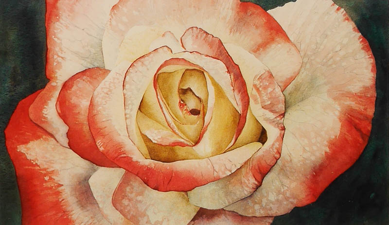 Roos Imperatice Farah