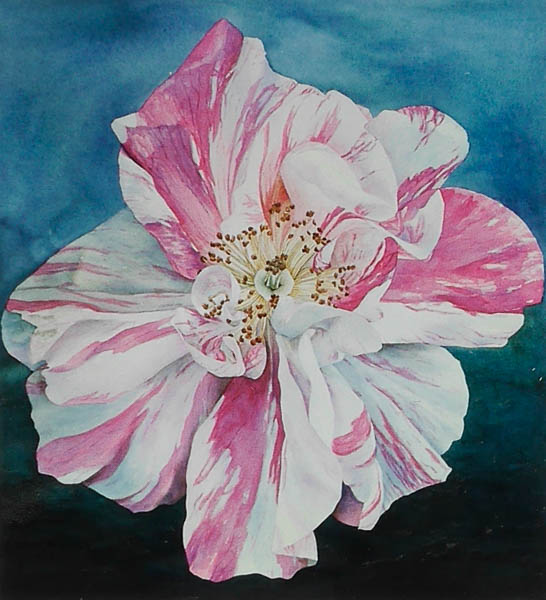 Roos Rosa Mundi Versiclor