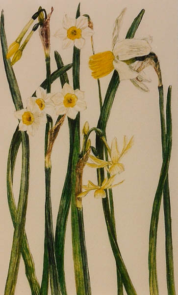 Botanische narcissen