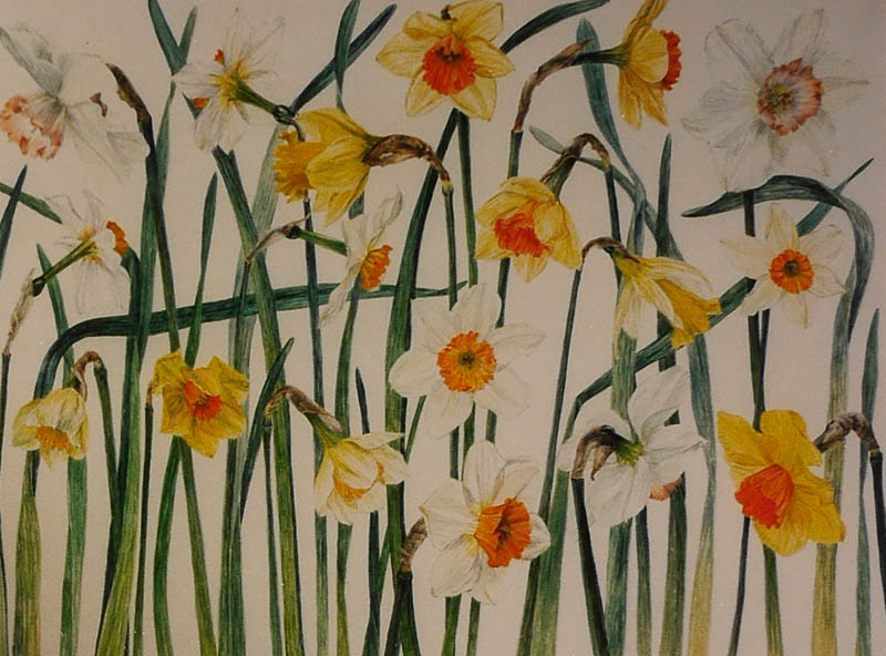 Narcissen (veel oranje)