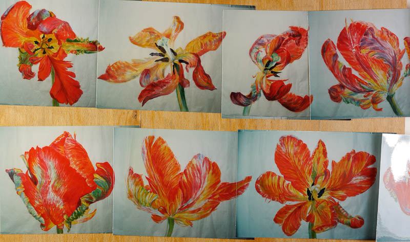 10 meter tulpen