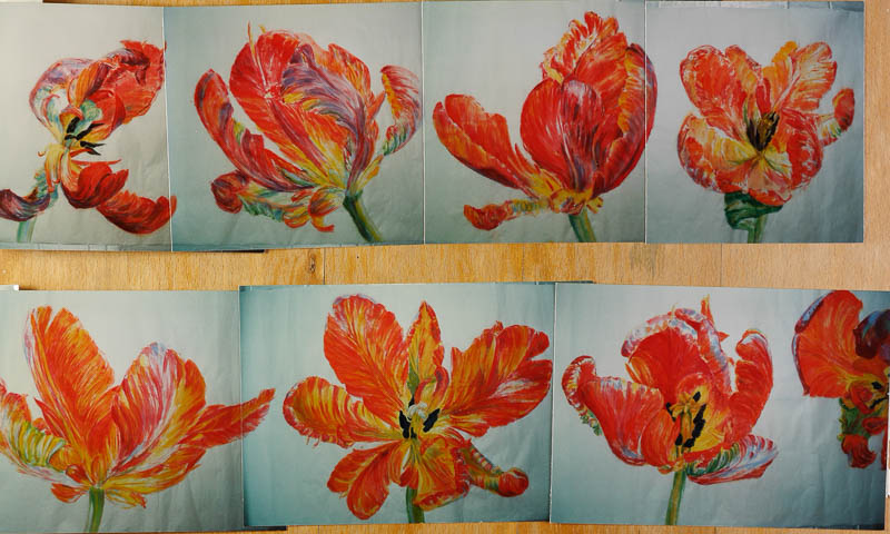 10 meter tulpen