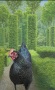 Australorp in het groen