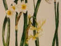 Botanische narcissen