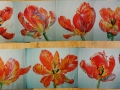 10 meter tulpen