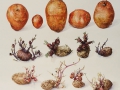 Aardappel Redstar