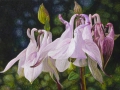 Akelei (Aquilegia)