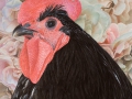 Australorp met Make Up (zwarte haan)