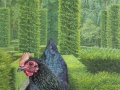 Australorp in het groen