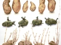 Aardappel: "Exquisa"