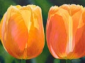 Doorzon Tulpen