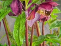 Helleborus
