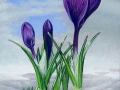 Lucht crocus