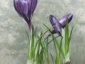 Mist crocus