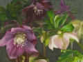 Nachtelijke Helleborus Hybriden