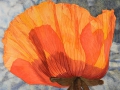 Papaver Pizzicato in tegenlicht