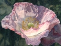 Papaver Rhoeas, wit, rode rand