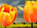 Twee Tulpen