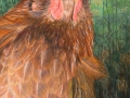 Welsumer kip, rood patrijs