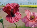 Suikerbietjes, koolzaad en papavers bij Wagenborgen