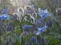 Komkommerkruid (Borago Officinalis)