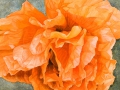Papaver Indian Chief