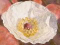 Papaver Rhoeas, wit