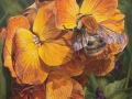 Hommel op muurbloem